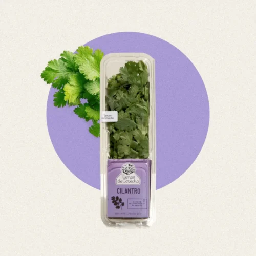 Cilantro